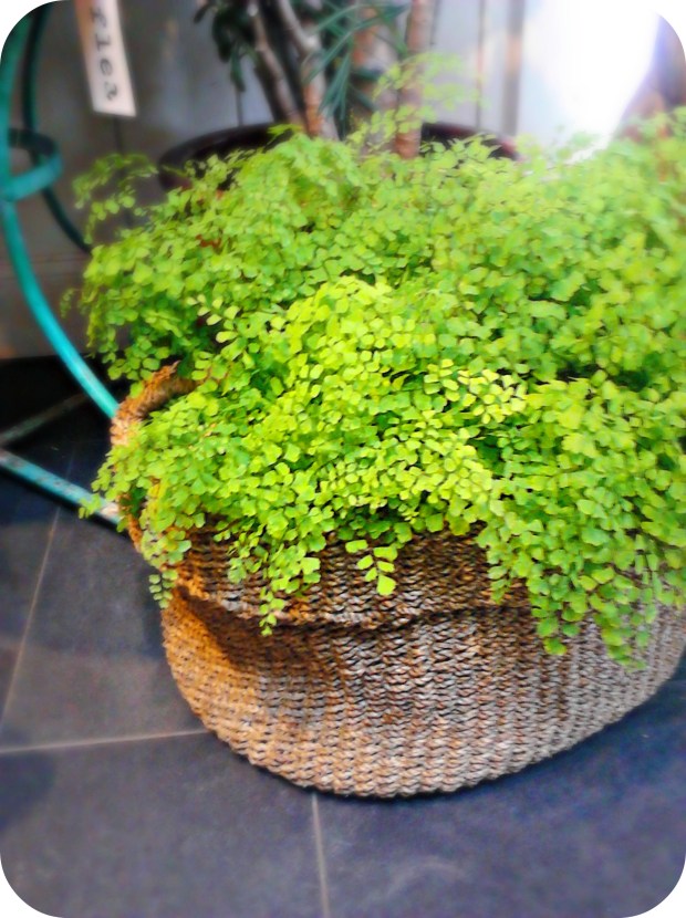 jayson home by lydia krupinski (8)