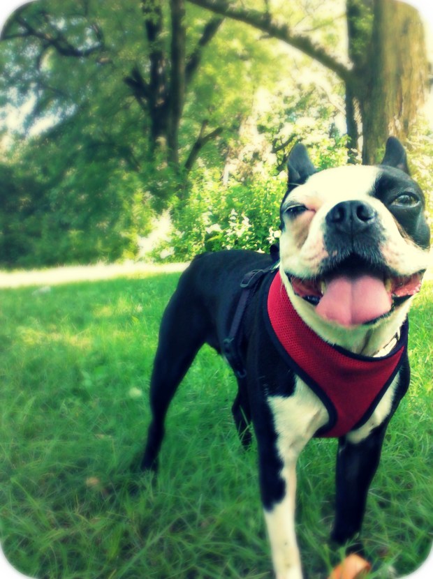 Summer in Chicago: My Boston Terrier Butter